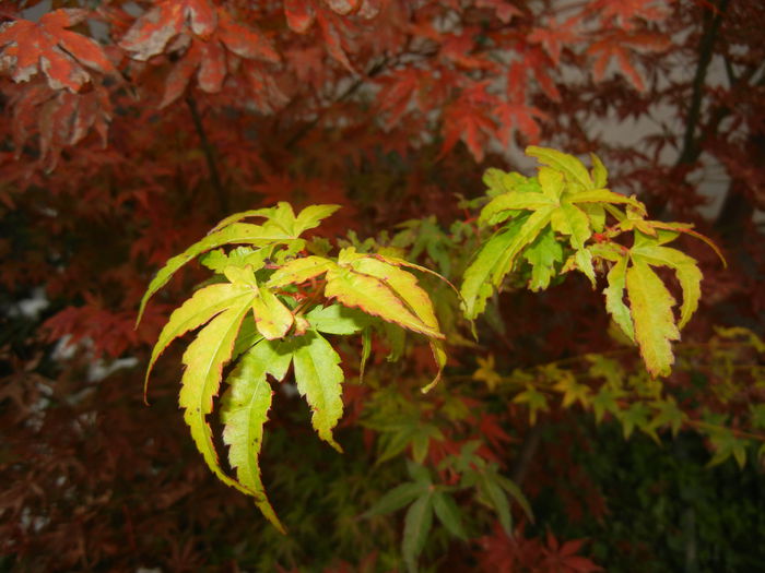 Acer palmatum Katsura (2014, Oct.26) - Acer palmatum Katsura