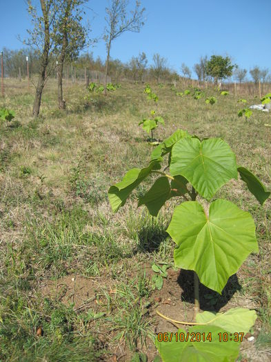 Picture 2819 - Paulownia Tomentosa 2014-2016