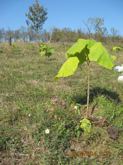 Picture 2820 - Paulownia Tomentosa 2014-2016