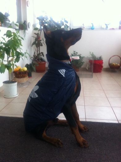 image - DOBERMANN DON DRAGON BLACKMAGIC  ANGEL