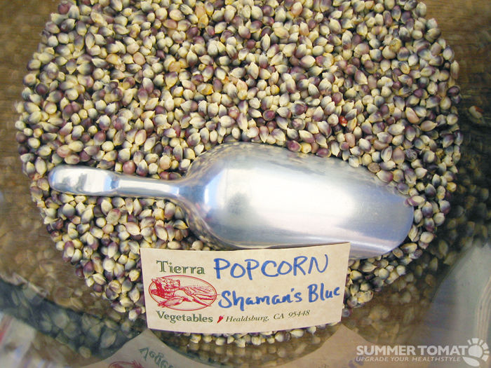 shamans-blue-popcorn - porumb seminte