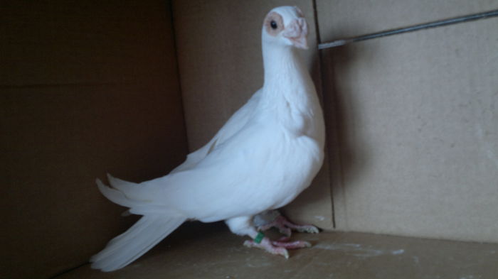 2014-10-27-4730 - tineret 2012