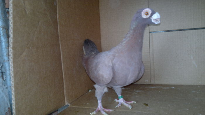 2014-10-27-4690 - tineret 2012