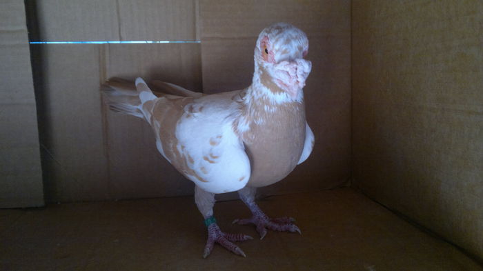 2014-10-27-4500 - tineret 2012