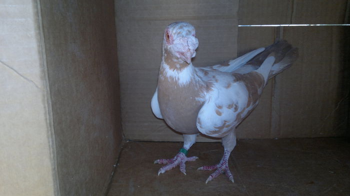 2014-10-27-4494 - tineret 2012