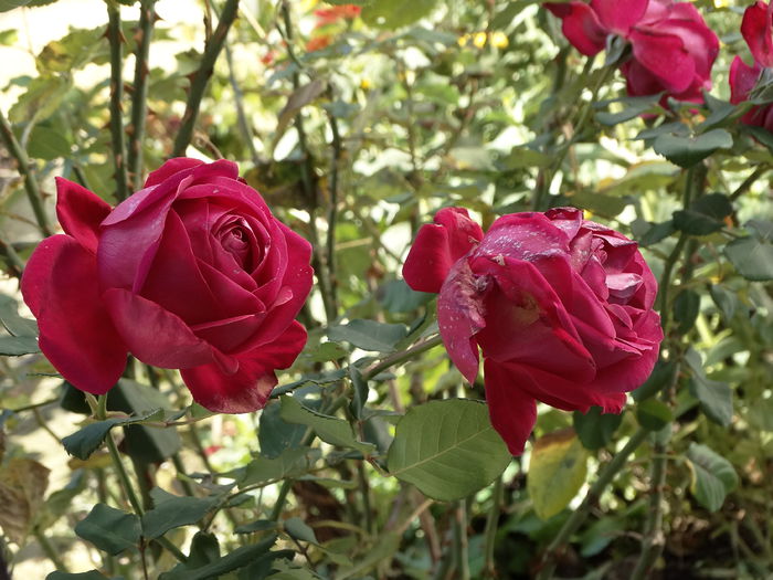 DSC00506