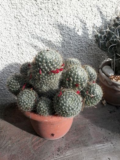 20141026_142803 - cactusi