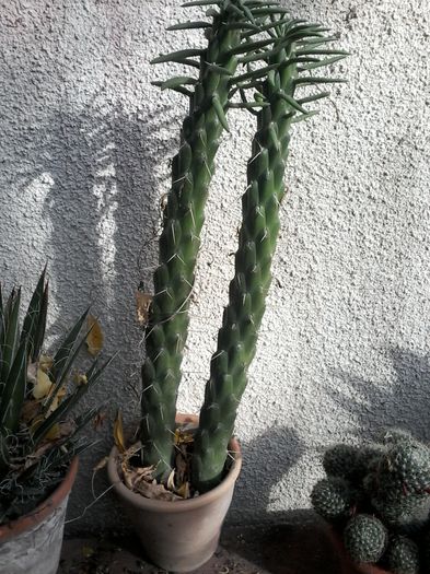 cylindropuntia subulata - cactusi