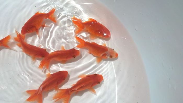 981363_207343559420607_1620042031_o - carasi si koi