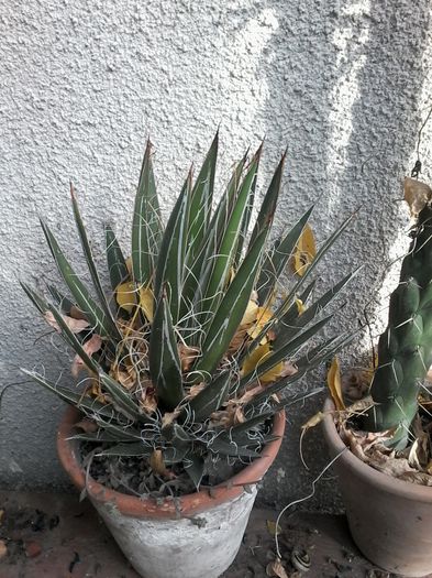 20141026_142811 - cactusi