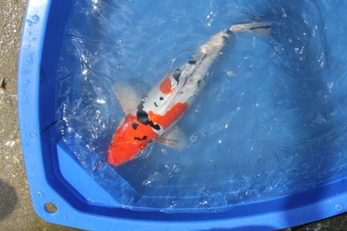 fjuyy - carasi si koi