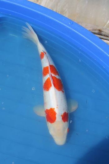 jiiioi - carasi si koi