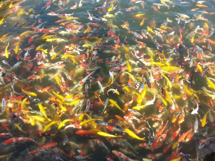 koi 11111 - carasi si koi