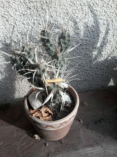 tephrocactus articulatus v papyracanthus - cactusi