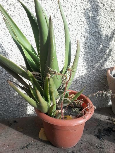 20141026_142828 - cactusi