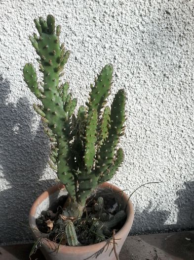 20141026_142845 - cactusi