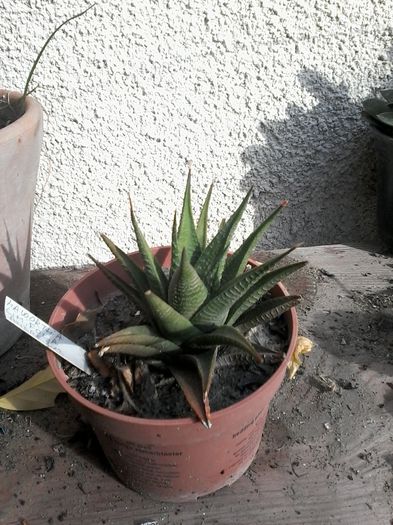 20141026_142850 - cactusi