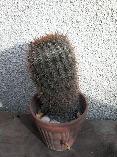 20141026_143155 - cactusi