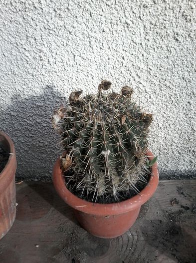 20141026_143206 - cactusi