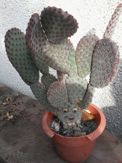 opuntia basilaris - cactusi