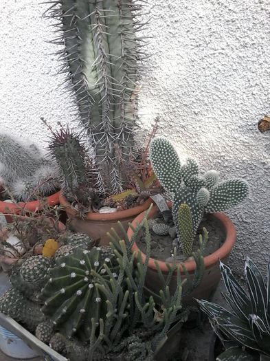 20141026_143605 - cactusi