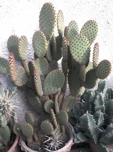 20141026_143608 - cactusi