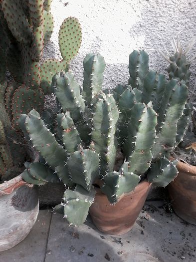 20141026_143613 - cactusi