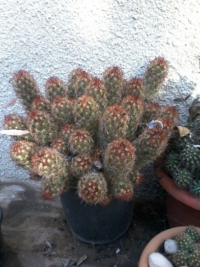 20141026_143811 - cactusi