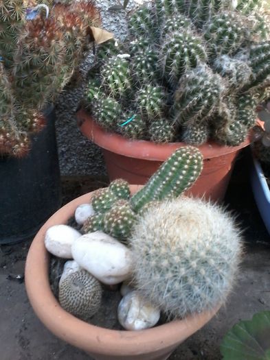 20141026_143814 - cactusi