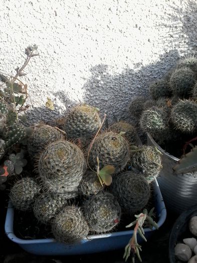 20141026_143818 - cactusi