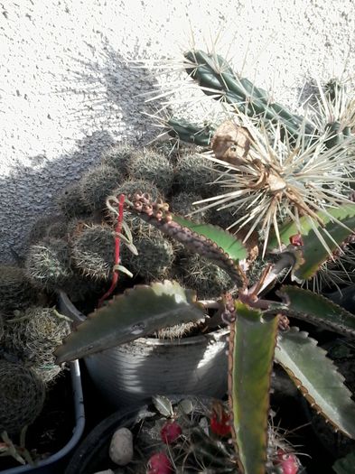 20141026_143821 - cactusi