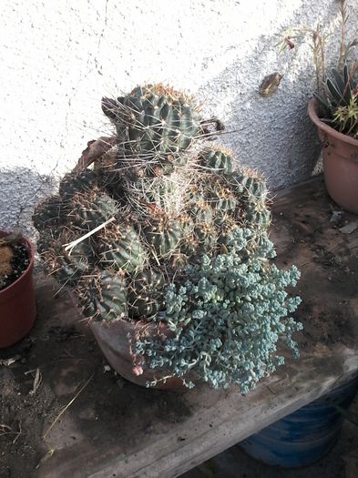 20141026_144403 - cactusi