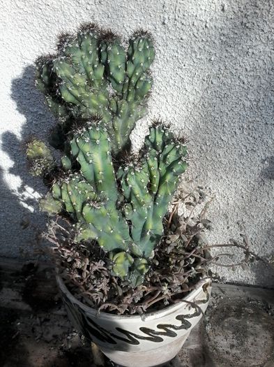 20141026_144925 - cactusi