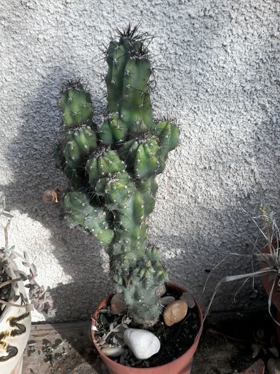 20141026_144929 - cactusi