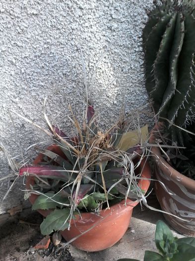 20141026_144932 - cactusi