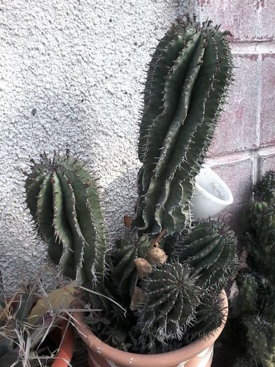 20141026_144934 - cactusi