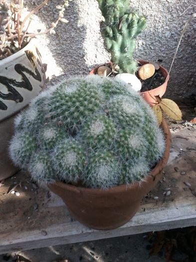 20141026_144950 - cactusi