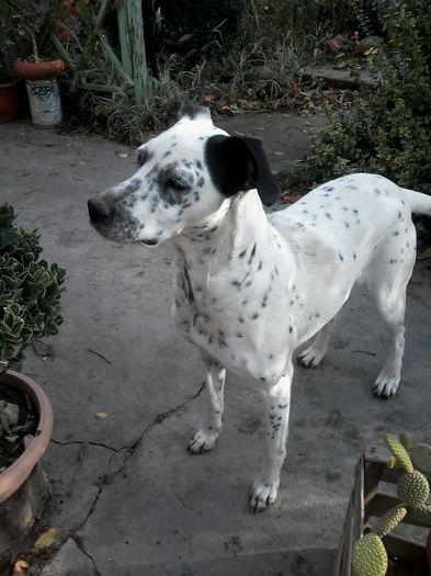 20141026_145604 - cactusi