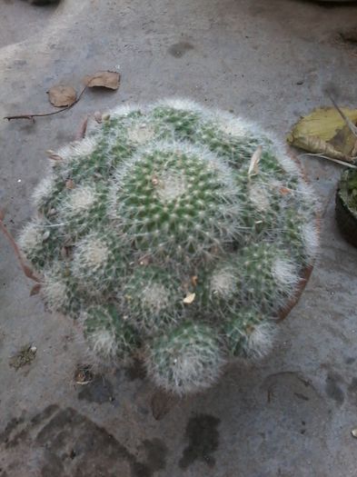 rebutia senilis - cactusi