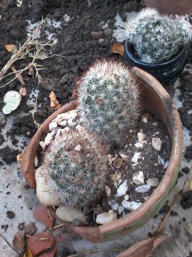 20141026_145637 - cactusi