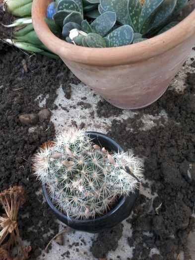 20141026_145642 - cactusi