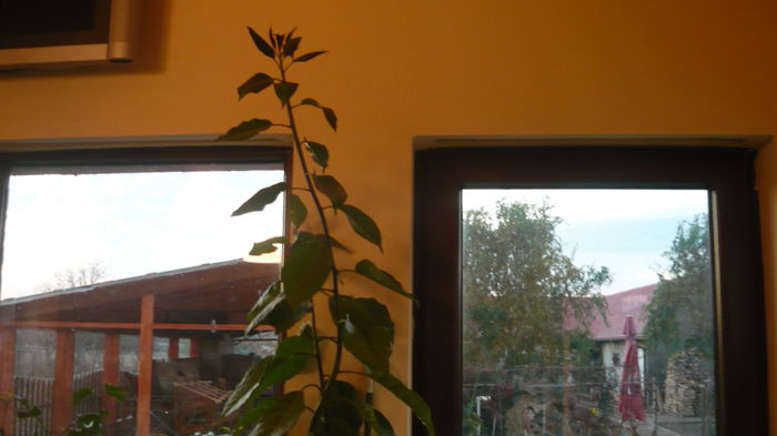 066 - 2014 flori