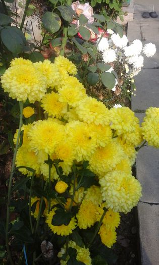20141022_154857 - crizanteme