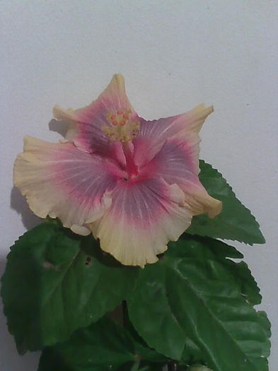Imagine4607 - HIBISCUS