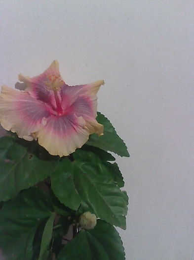 Imagine4608 - HIBISCUS