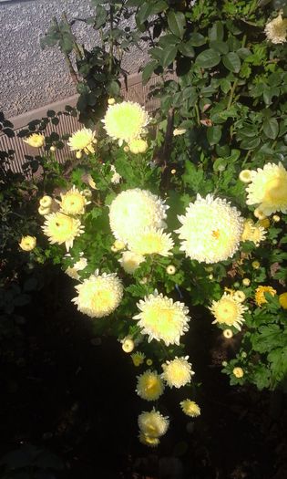 20141022_155012 - crizanteme