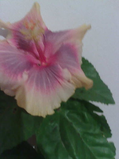 Imagine4609 - HIBISCUS