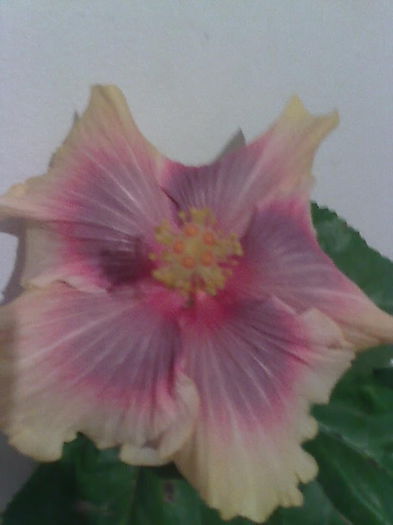 Imagine4611 - HIBISCUS