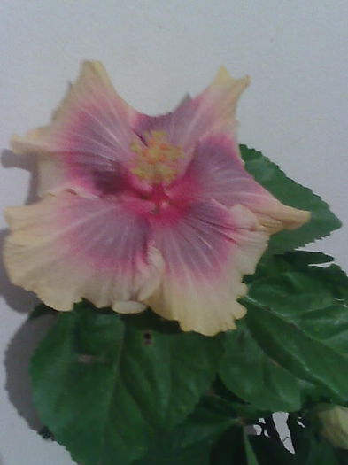 Imagine4613 - HIBISCUS