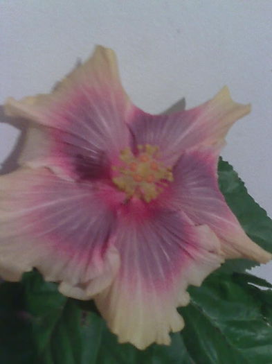 Imagine4614 - HIBISCUS